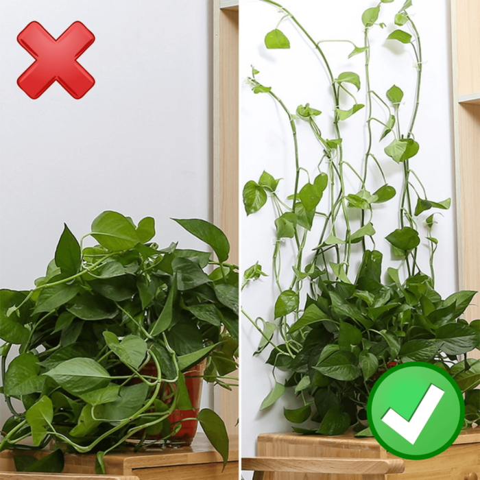 Gancho Invisível Para Plantas - vipzio