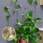 Gancho Invisível Para Plantas - vipzio