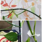 Wall Plant - suporte para plantas de parede - vipzio