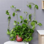 Wall Plant - suporte para plantas de parede - vipzio