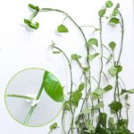 Wall Plant - suporte para plantas de parede - vipzio