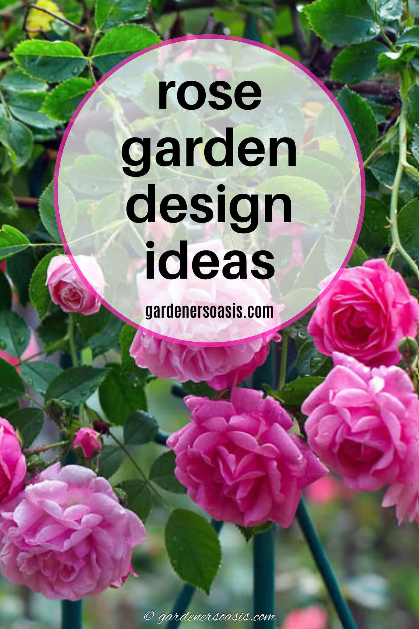 Ideias para jardins de rosas que embelezarão seu quintal