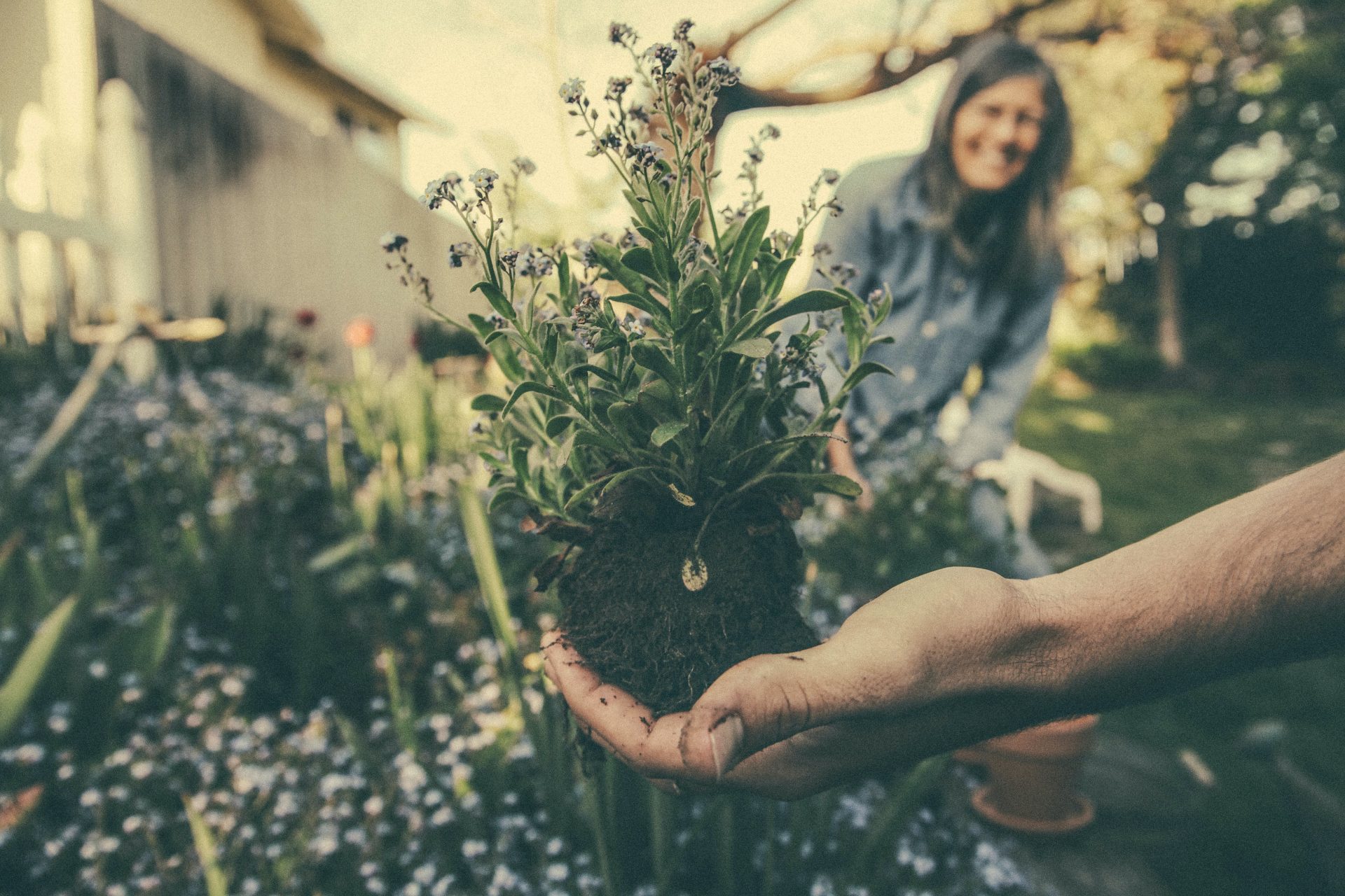 Dicas de Jardinagem Para o Inverno